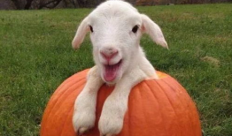 最新吃瓜爆料小羊图片高清,高清图片背后的趣味故事